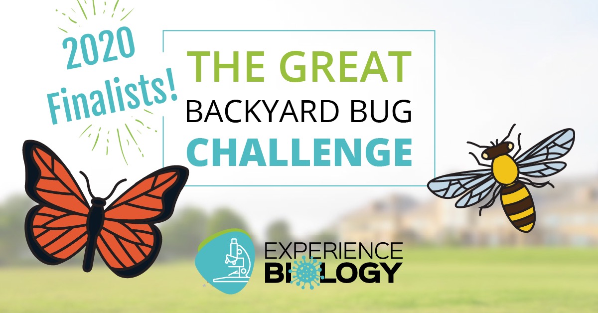 Backyard Bug Challenge Finalists 2020