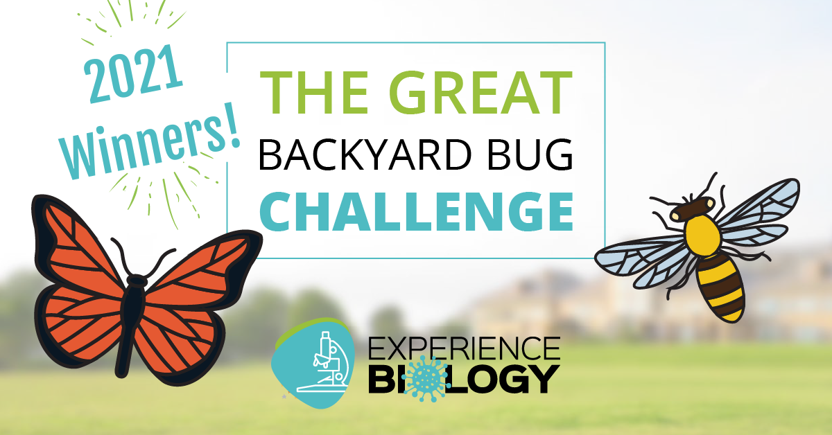 Backyard Bug Challenge Finalists 2021