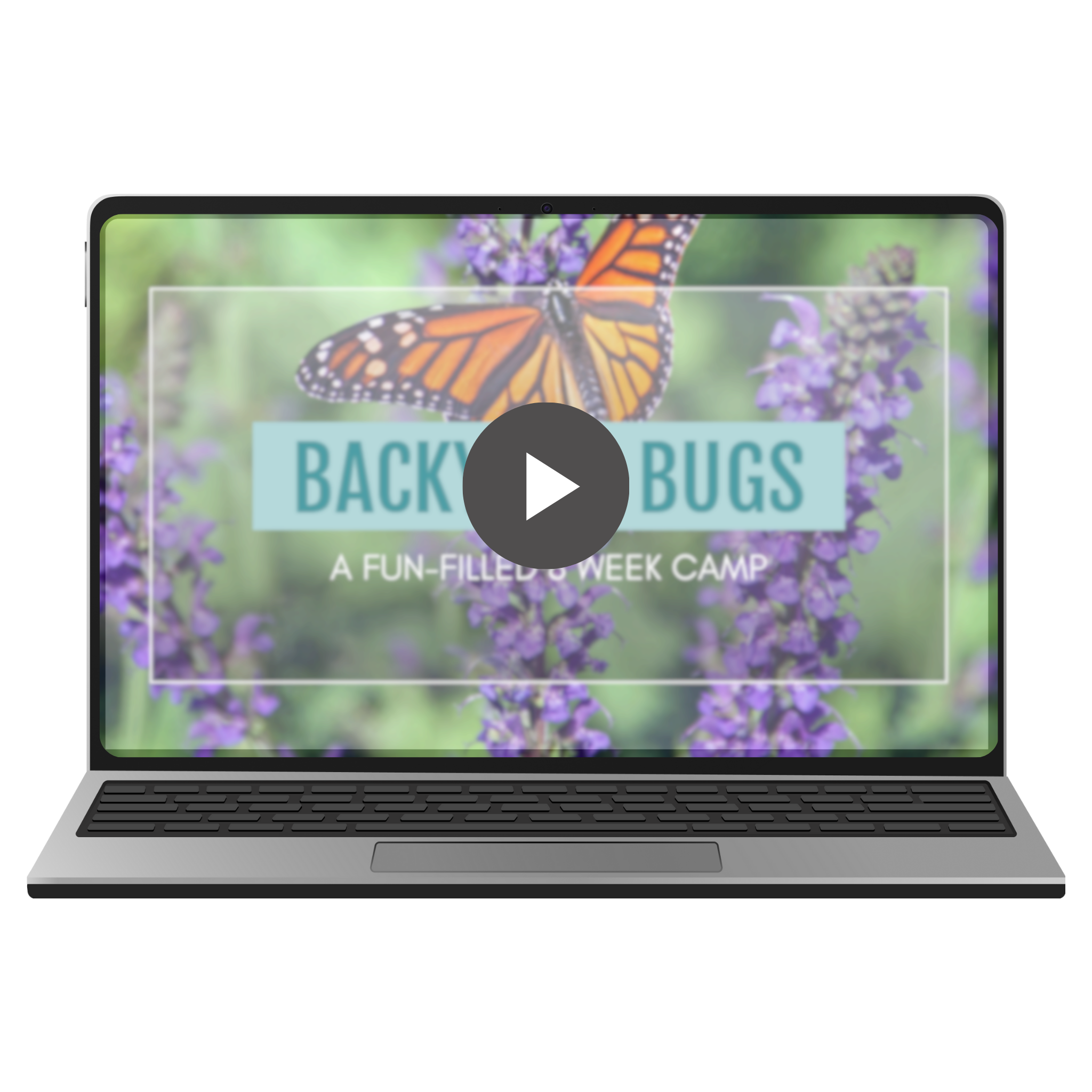 Backyard Bugs video preview