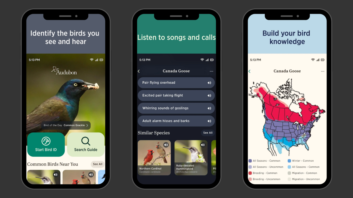Top 8 Birdsong Apps for Nature-Loving Homeschool Families - Journey Homeschool Academy