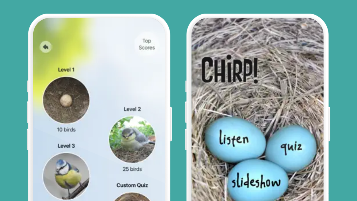 Top 8 Birdsong Apps for Nature-Loving Homeschool Families - Journey Homeschool Academy