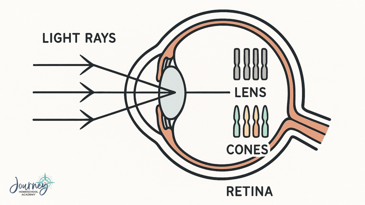 Simple diagram of a human eye showing light rays entering the lens and focusing on rods and cones in the retina, educational science illustration by Journey Homeschool Academy.
