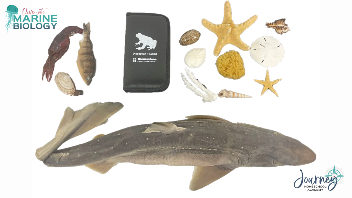 Journey Homeschool Academy marine biology homeschool dissection kit with preserved specimens and tools.