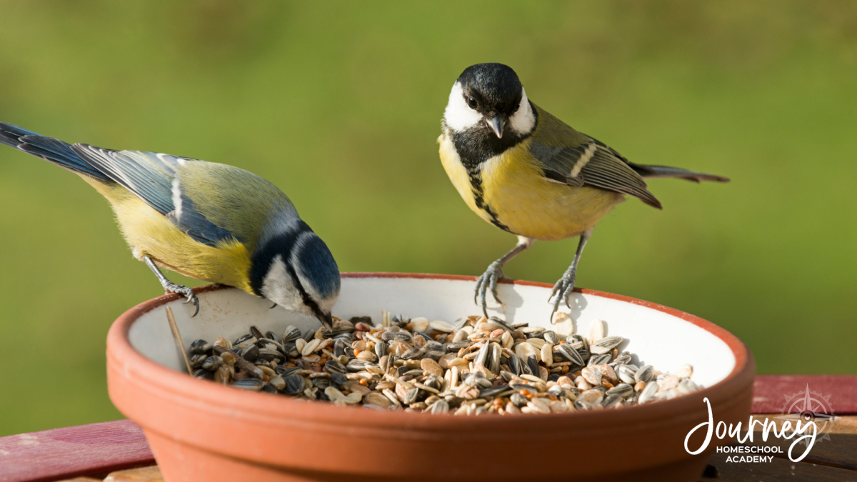 Two colorful backyard birds eating seeds from a bowl during a homeschool Bird-Friendly Backyard science project with Journey Homeschool Academy.