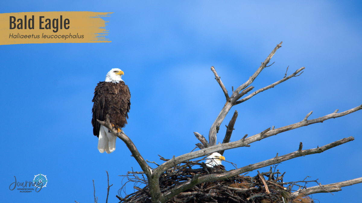 Bald eagle perched beside a massive stick nest against a clear blue sky, showcasing nature’s engineering on a grand scale