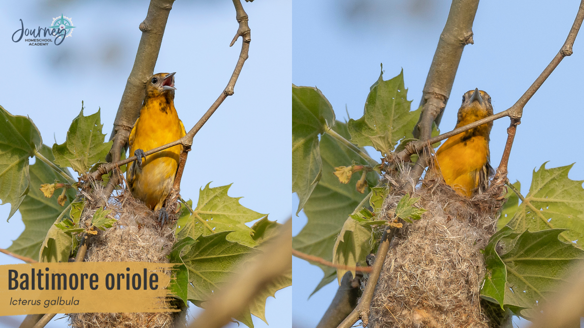 Baltimore oriole weaving a hanging pouch nest from plant fibers, an intricate bird nest design for homeschool study
