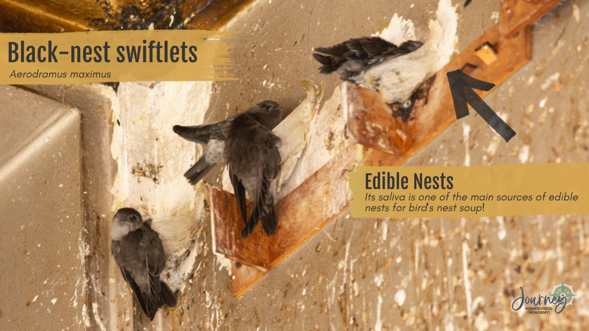 Black-nest swiftlets building edible nests from saliva, a fascinating bird behavior to explore in homeschool science