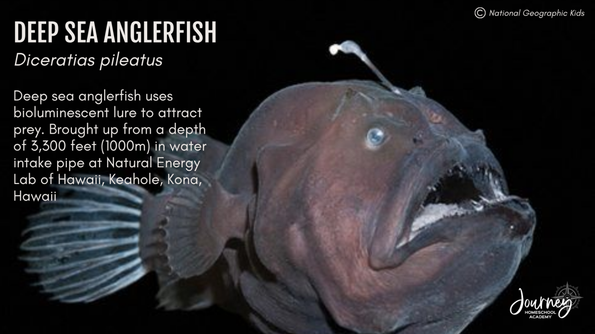 A deep-sea anglerfish with a glowing lure used to attract prey, photographed at a depth of 3,300 feet near the Natural Energy Lab of Hawaii. Image used in Journey Homeschool Academy’s Marine Biology course.