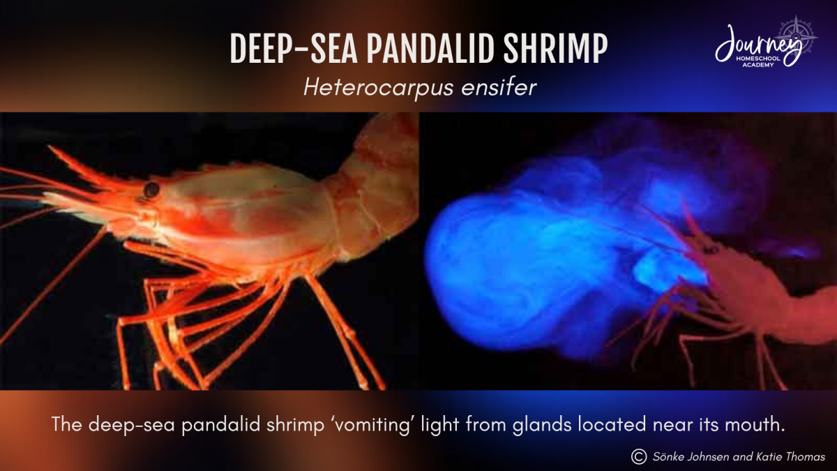 A deep-sea pandalid shrimp emitting a bright blue bioluminescent cloud from glands near its mouth, demonstrating light-based defense mechanisms. Used in Journey Homeschool Academy’s Marine Biology curriculum.