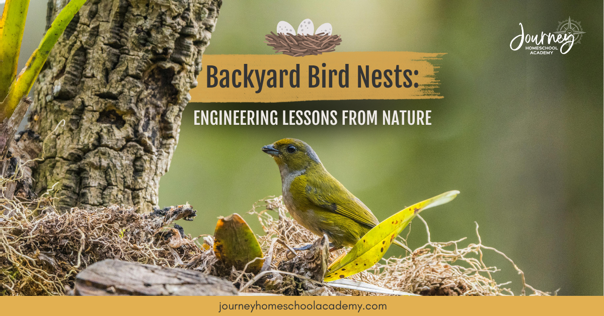 Backyard Bird Nests: Engineering Lessons From Nature