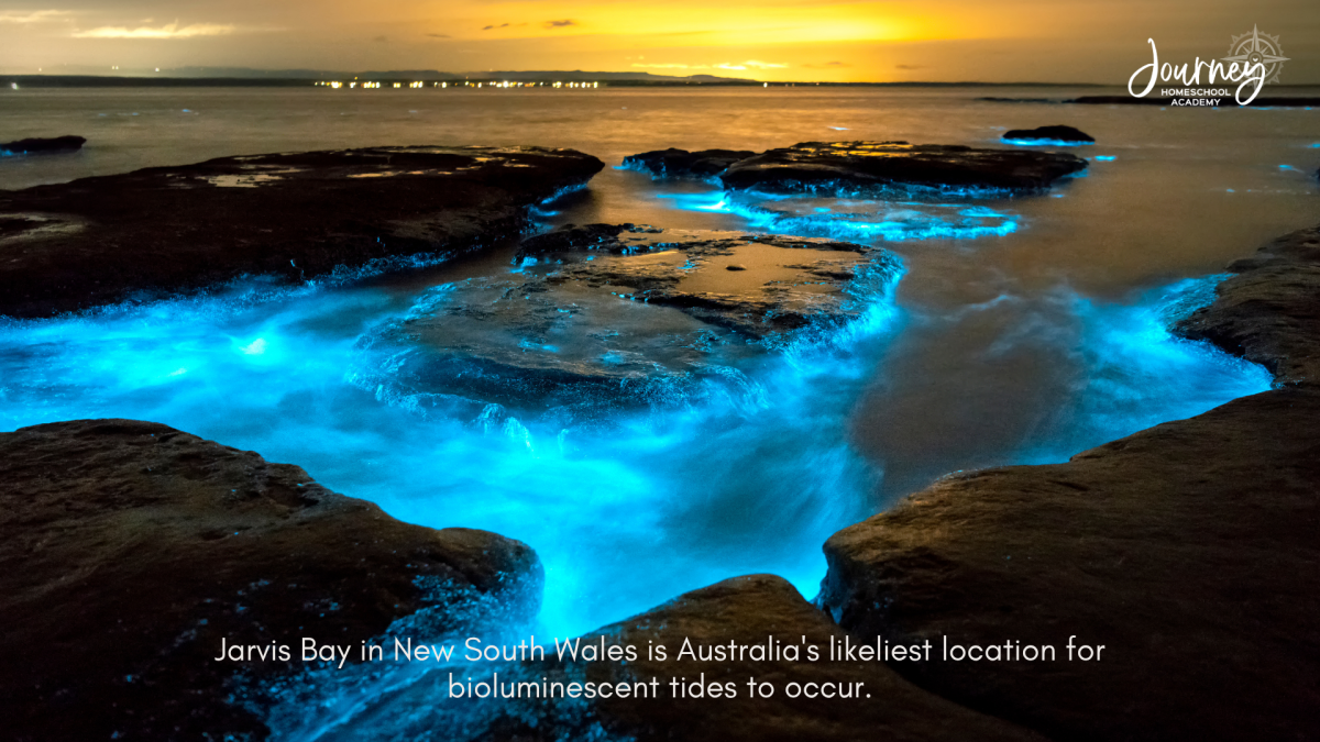 Bioluminescent blue waves glowing on rocks at Jarvis Bay, New South Wales, Australia, one of the world’s best spots for natural ocean light displays. Image used by Journey Homeschool Academy.