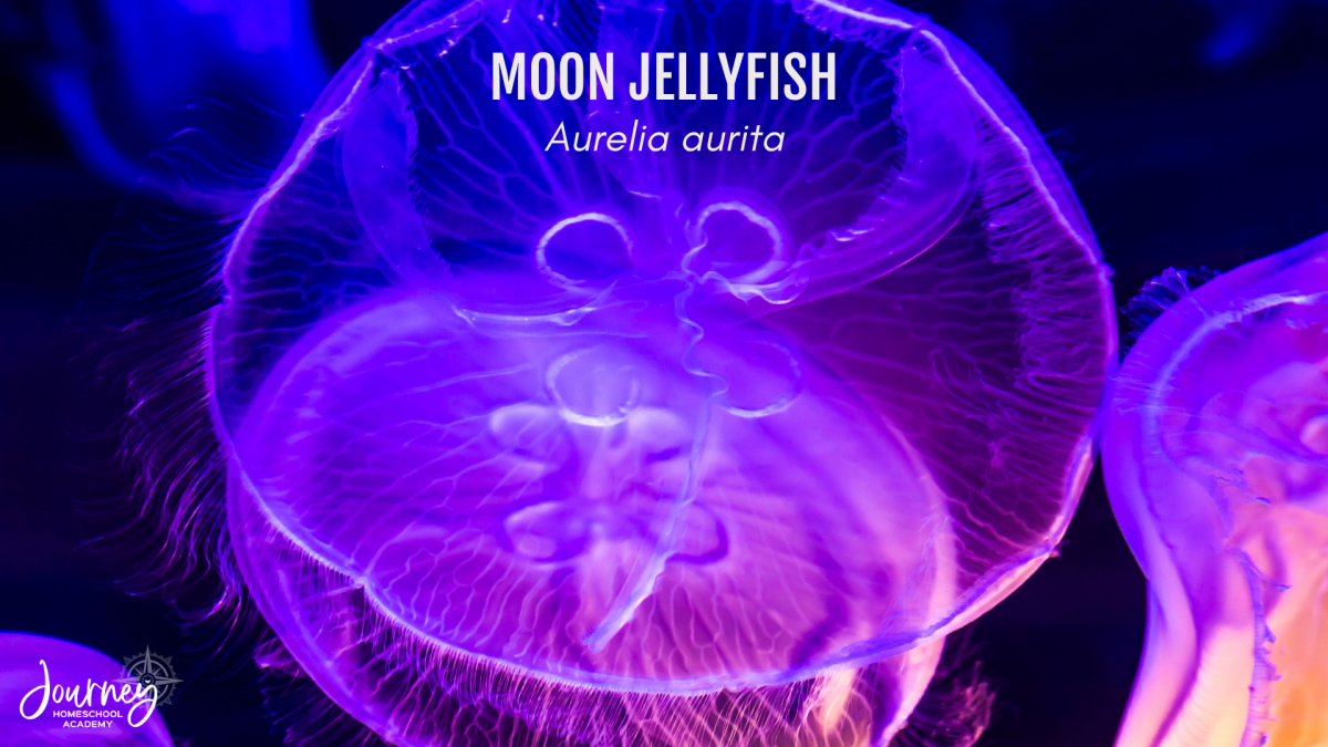 Close-up of a glowing purple moon jellyfish (Aurelia aurita) under blue light, highlighting the beauty of bioluminescence. Image used in Journey Homeschool Academy’s Marine Biology course.