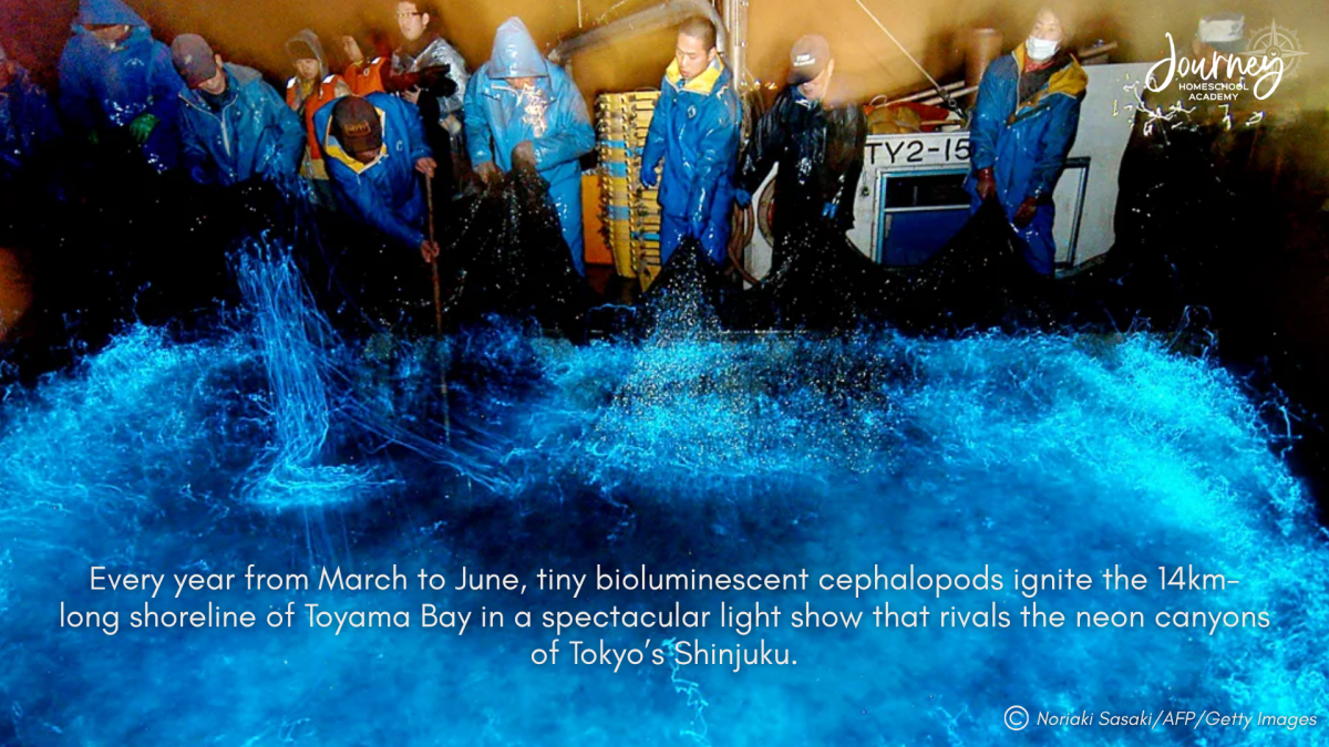 Fishermen gather at Toyama Bay, Japan, surrounded by the bright blue bioluminescence of firefly squid during their spring migration. Image courtesy of Noriaki Sasaki/AFP/Getty Images and used by Journey Homeschool Academy.
