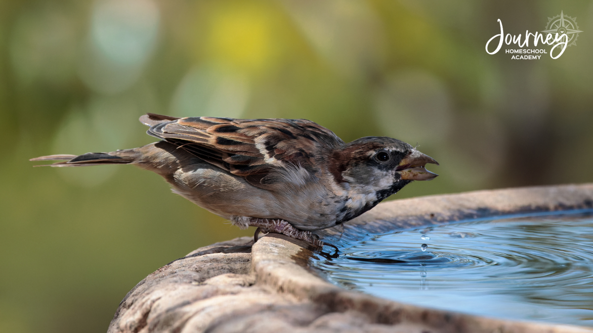 House sparrow drinking from a backyard birdbath, demonstrating how water sources help create a bird friendly homeschool environment. Journey Homeschool Academy.