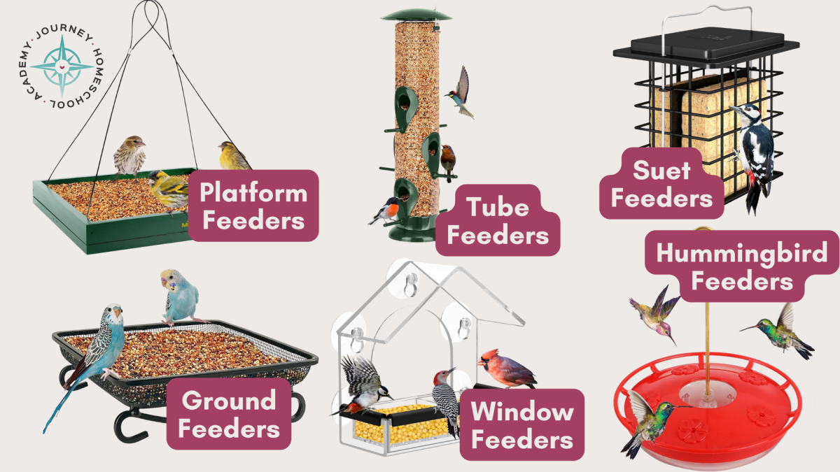 Collage of six types of bird feeders labeled platform, tube, suet, ground, window, and hummingbird feeders for homeschool science activities.