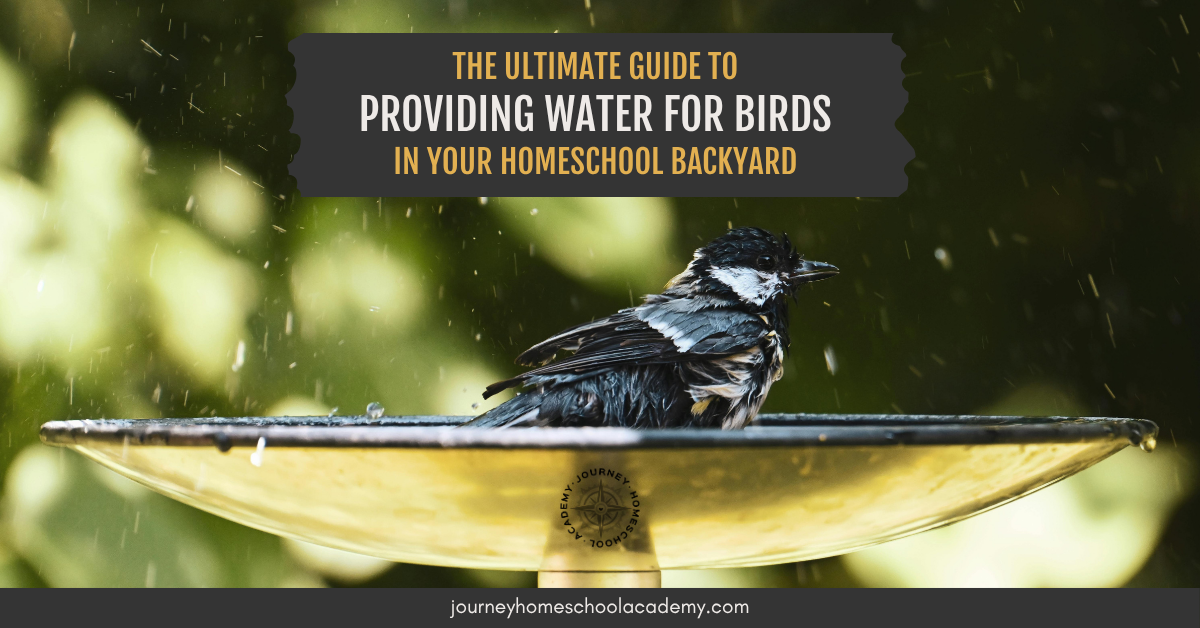 The Ultimate Guide to Providing Water for Birds in Your Homeschool Backyard