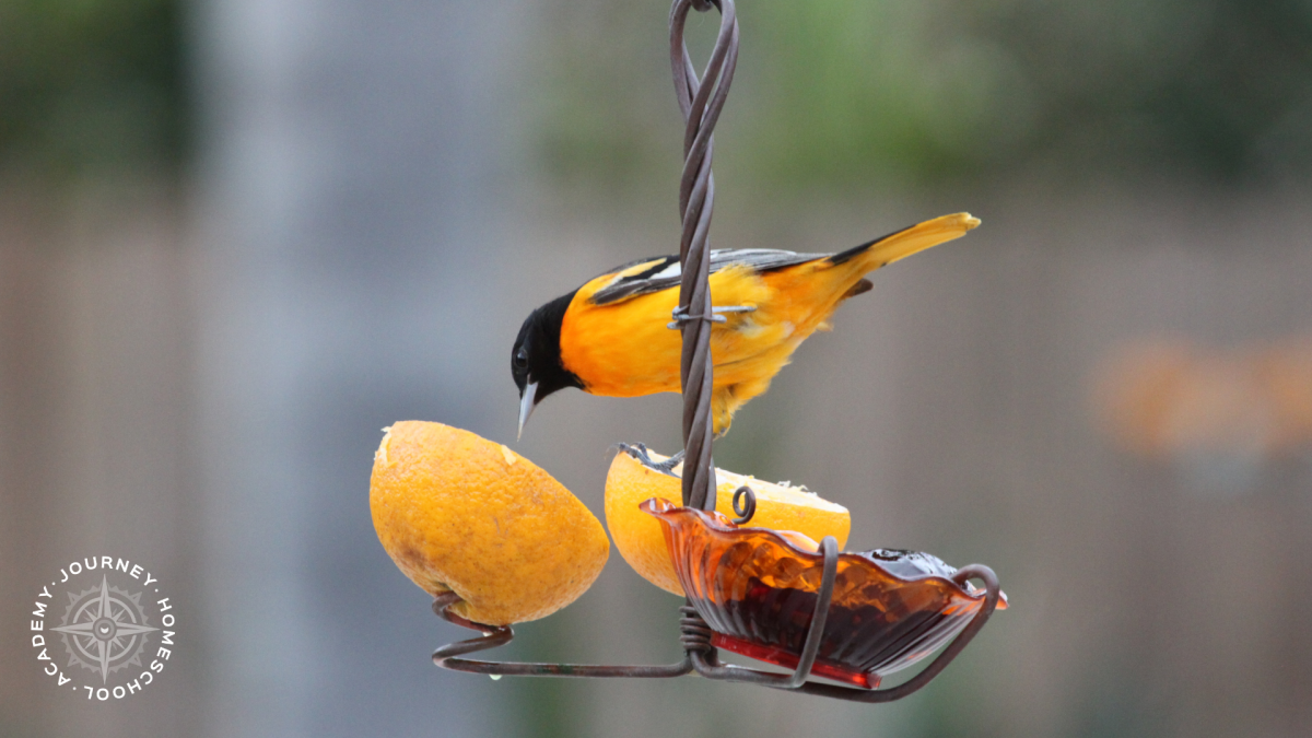 Close-up of a bright orange oriole eating fruit from a backyard feeder, illustrating what to feed birds in your homeschool bird feeding project.
