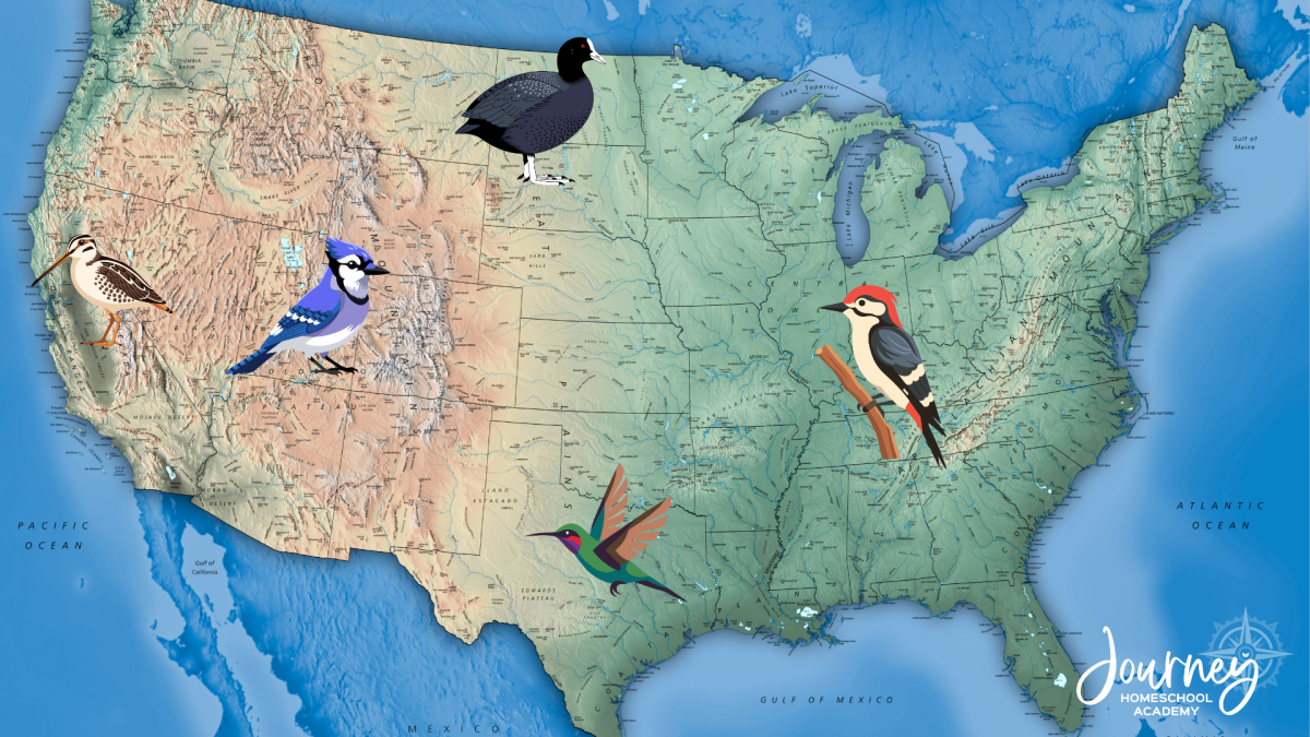 Illustrated map of the United States with regional bird species, used in Journey Homeschool Academy’s guide to backyard birding homeschool ideas by region.