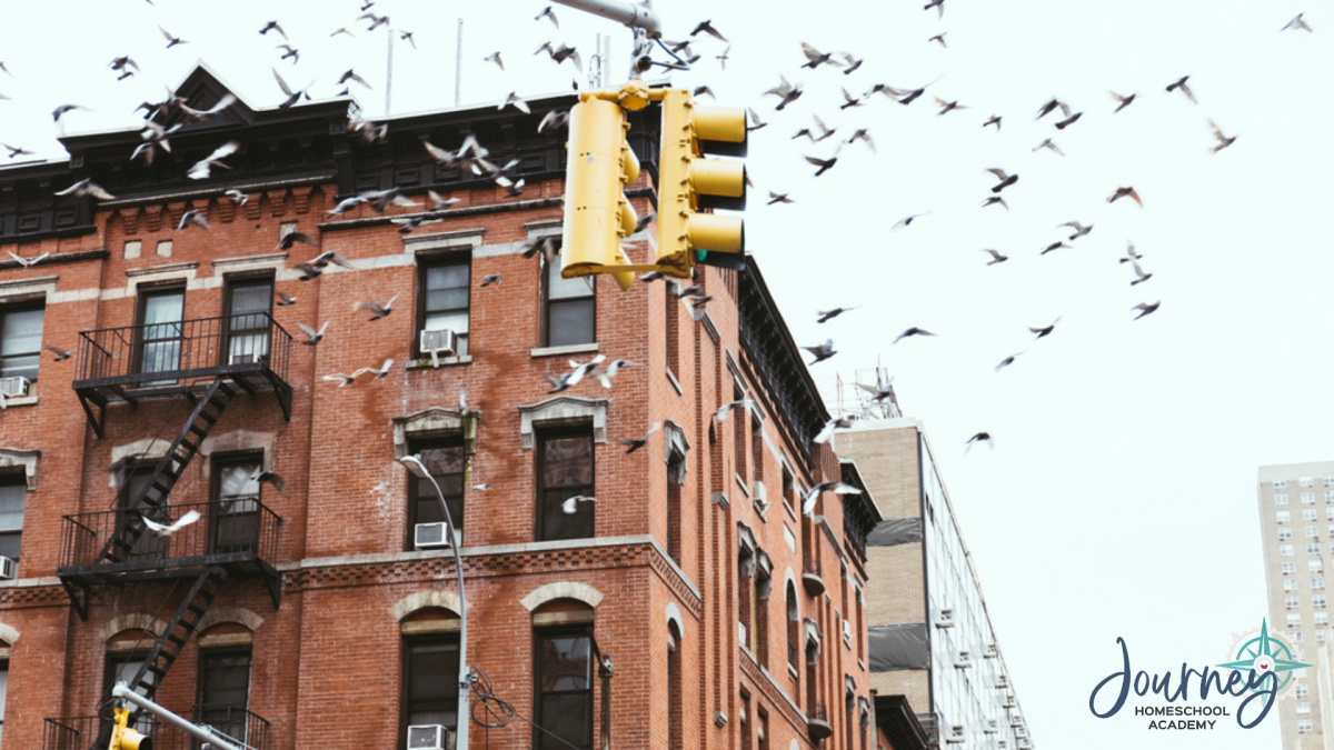 City building with flock of birds flying past, illustrating city birding and small space backyard birding homeschool ideas for urban families.