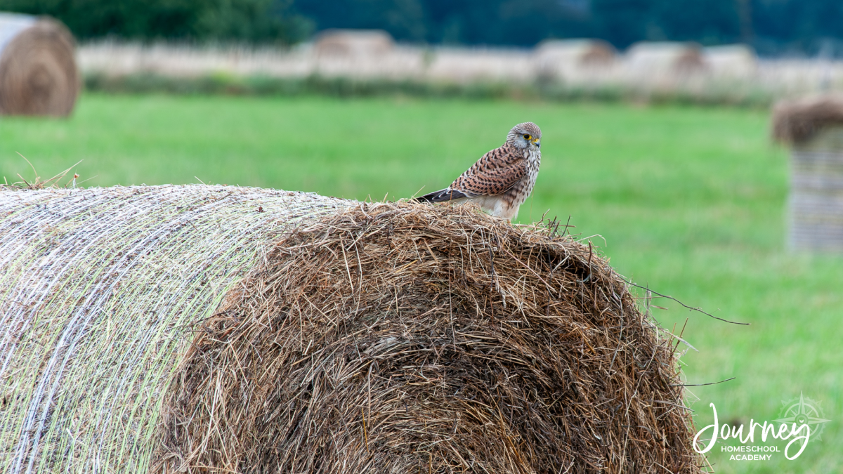 Bird perched on a hay bale in a wide rural field, representing rural backyard birding homeschool ideas and high species diversity.